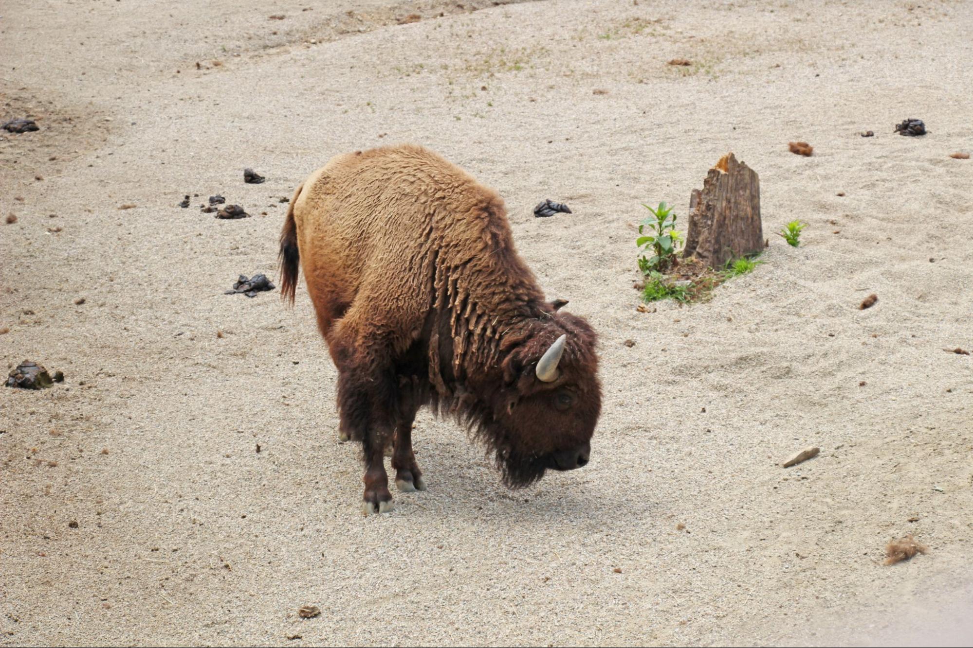 アメリカバイソン舎