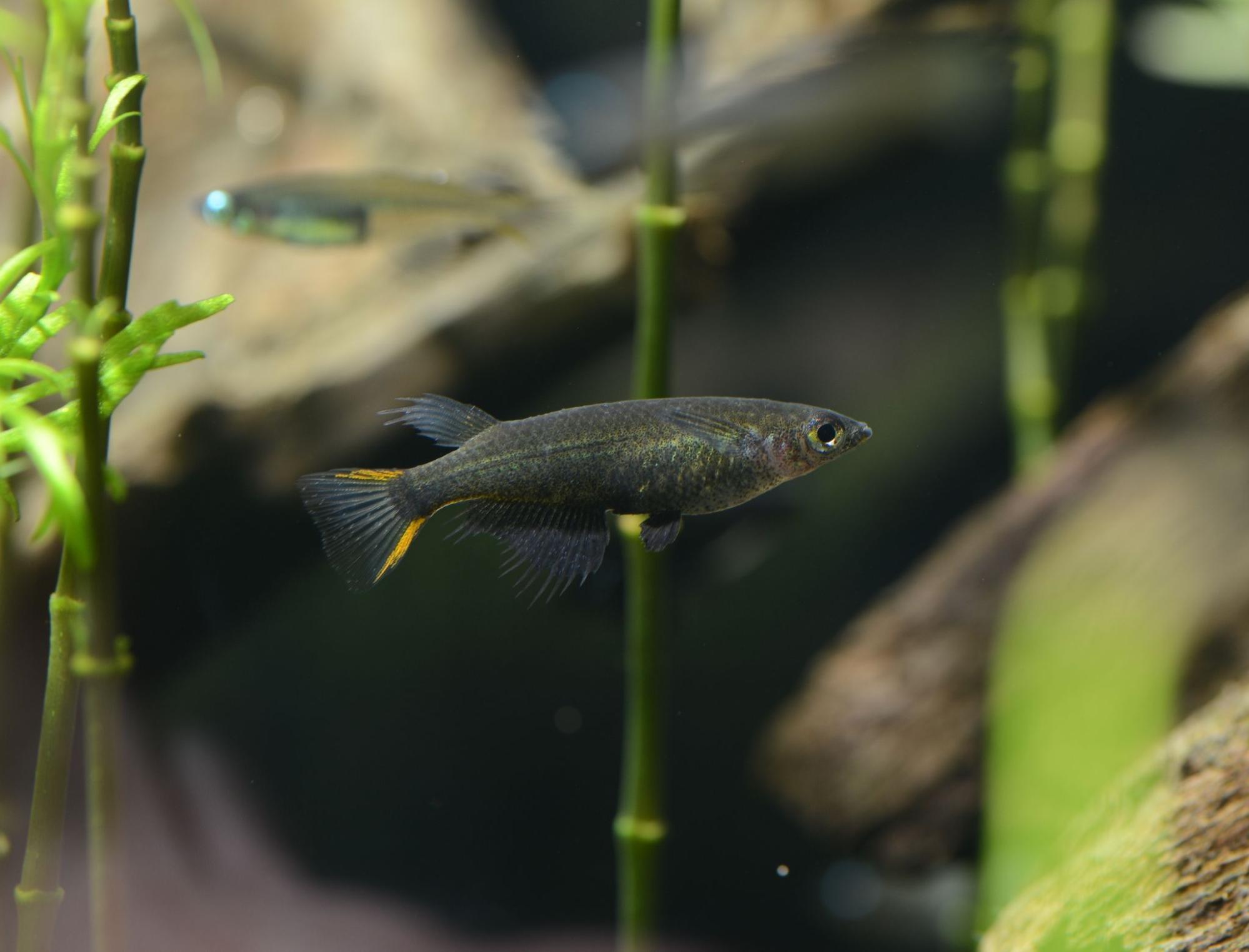 世界のメダカ館