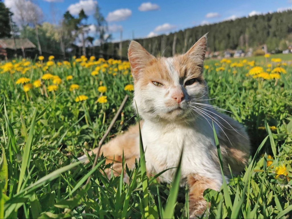 【スウェーデンの暮らし】5月の穏やかな陽気と、スウェーデンの伝統的な柵「Gärdesgård」