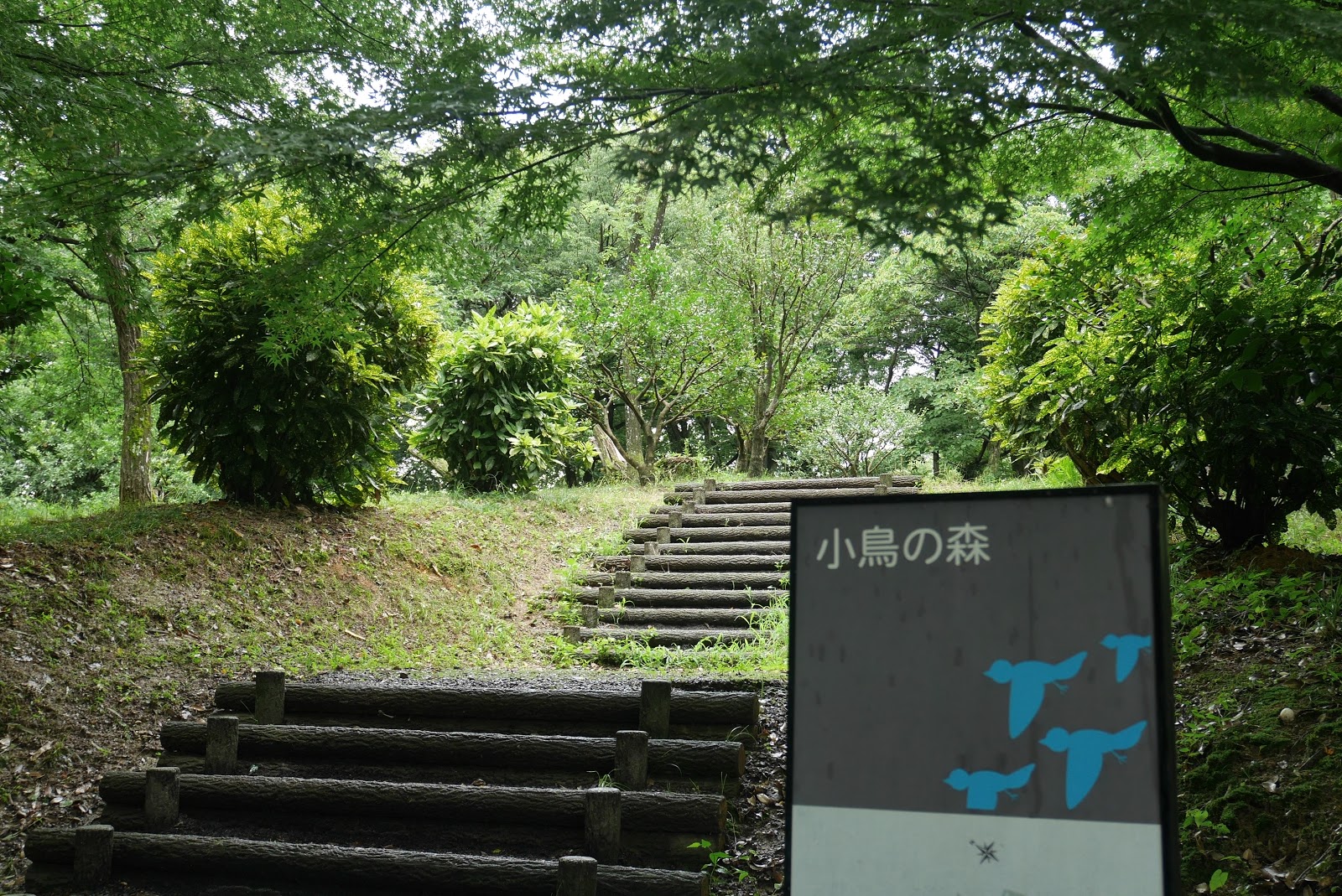 小鳥の森