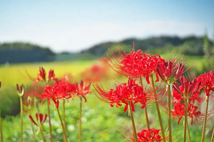 【2022년】가을의 절경 「그 해안 꽃」을 즐길 수 있는 도카이 지역의 명소 정리