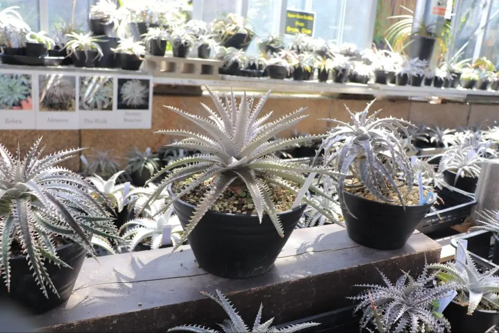 魅惑のレアプランツが豊富!季節の花から個性的な植物が何でもそろう「坪井健樹園」