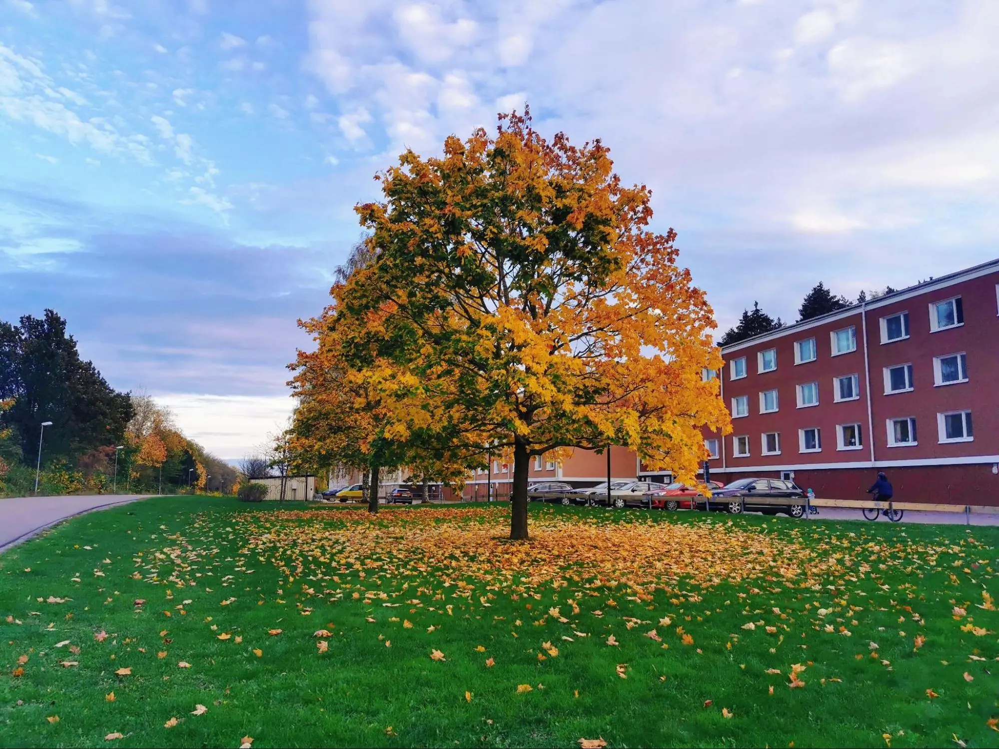 【スウェーデンの暮らし】冬はもうすぐそこまで、スウェーデンの紅葉美しい10月
