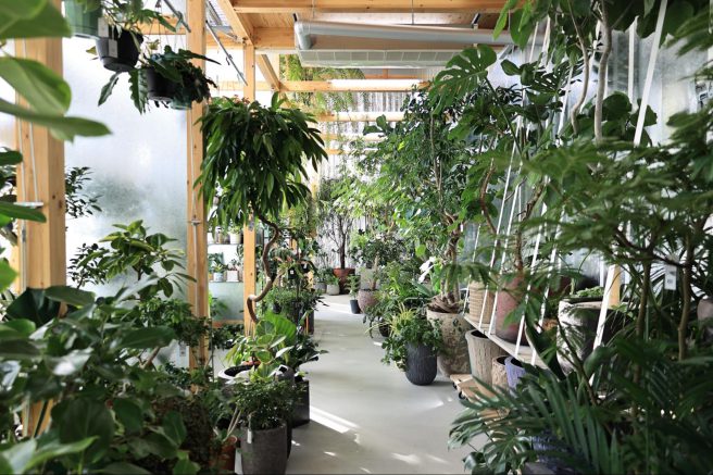 绿植商店“YOKONI PLANTS  ”