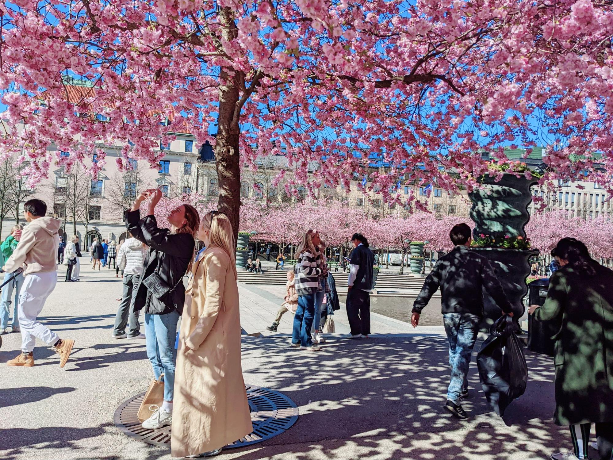 【スウェーデンの暮らし】ストックホルム観光にかかせない、桜の名所Kungsträdgården（王立公園）