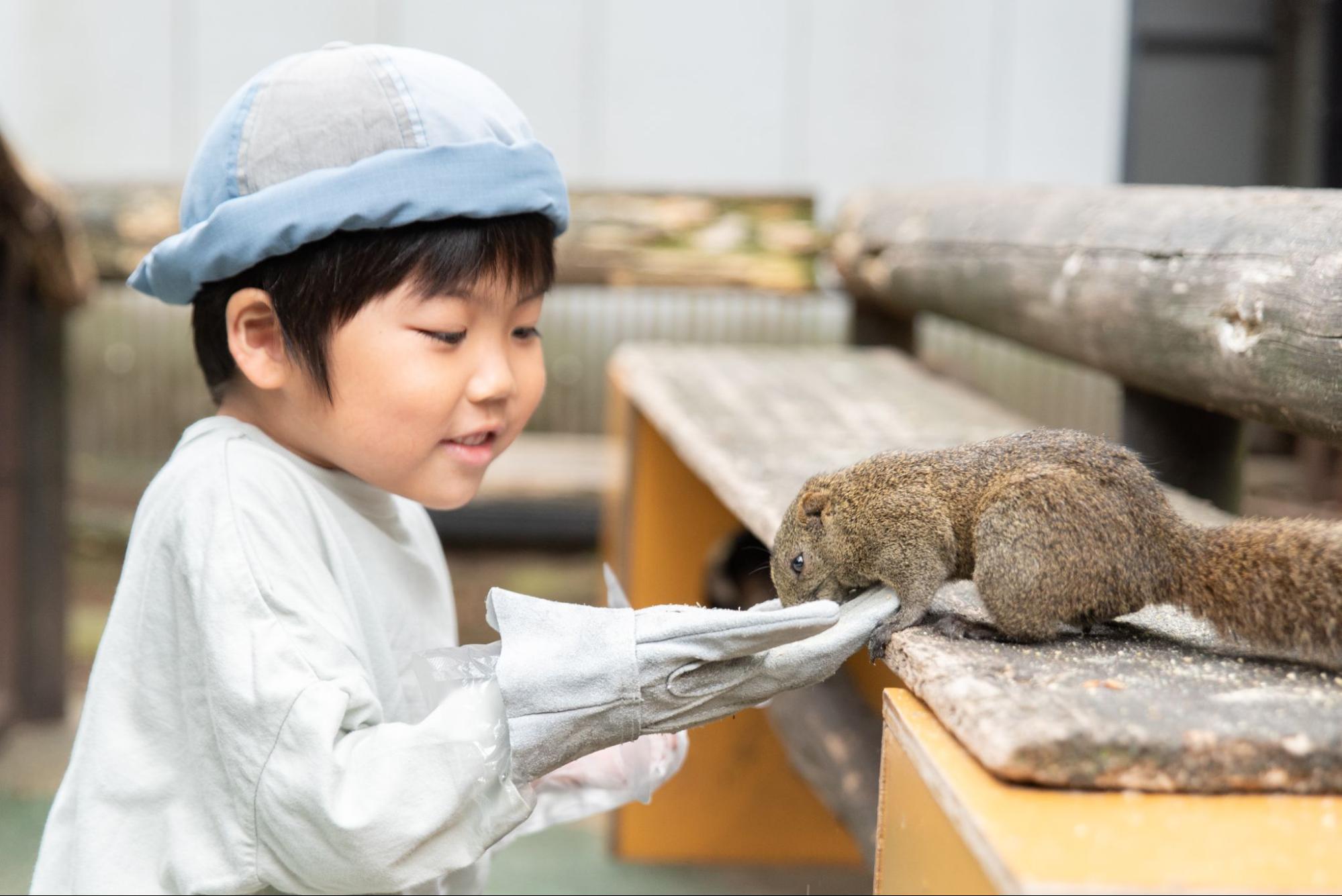 &quot;Gifu Kinkazan Squirrel Village&quot; where you can touch cute squirrels up close!