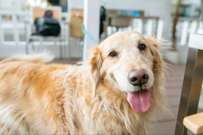 愛知県のおすすめドッグカフェ&レストラン【16選】