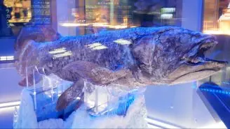沼津港深海水族館& シーラカンス・ミュージアム