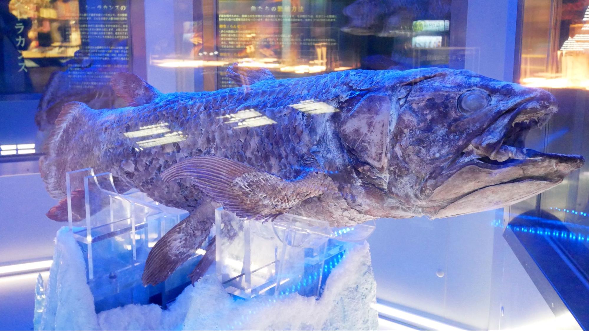 世界初！深海がテーマの「沼津港深海水族館＆ シーラカンス・ミュージアム」に行ってきました。