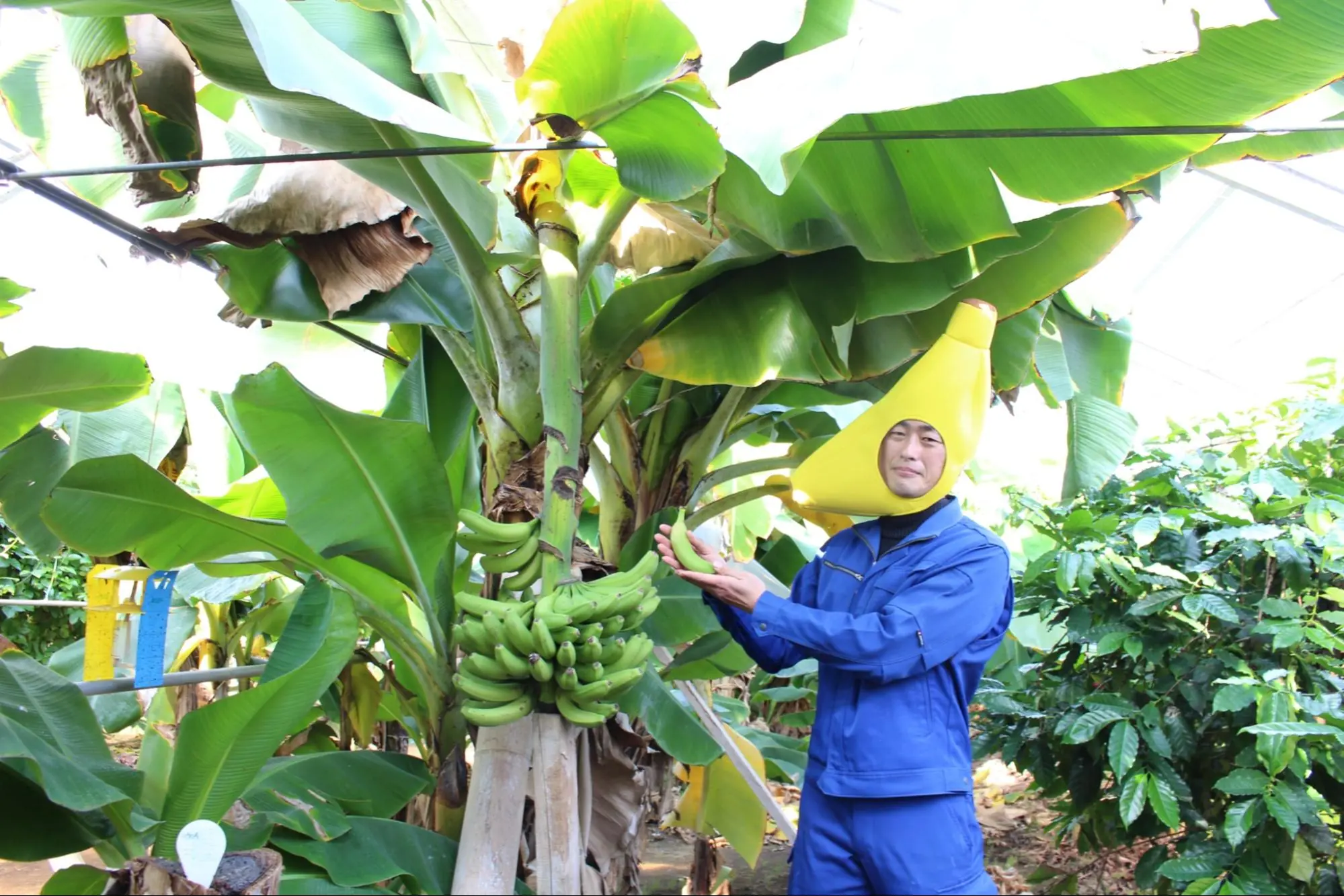 在可以体验日本罕见的香蕉采摘和丛林的“稻泽水果园”感受南国风情吧!
