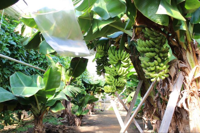 農園の中心には、三尺バナナの木がズラリとならんでいます。