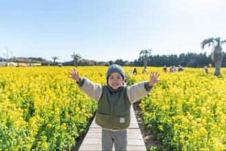 菜の花が咲き誇る黄色の絶景「渥美半島菜の花祭り」