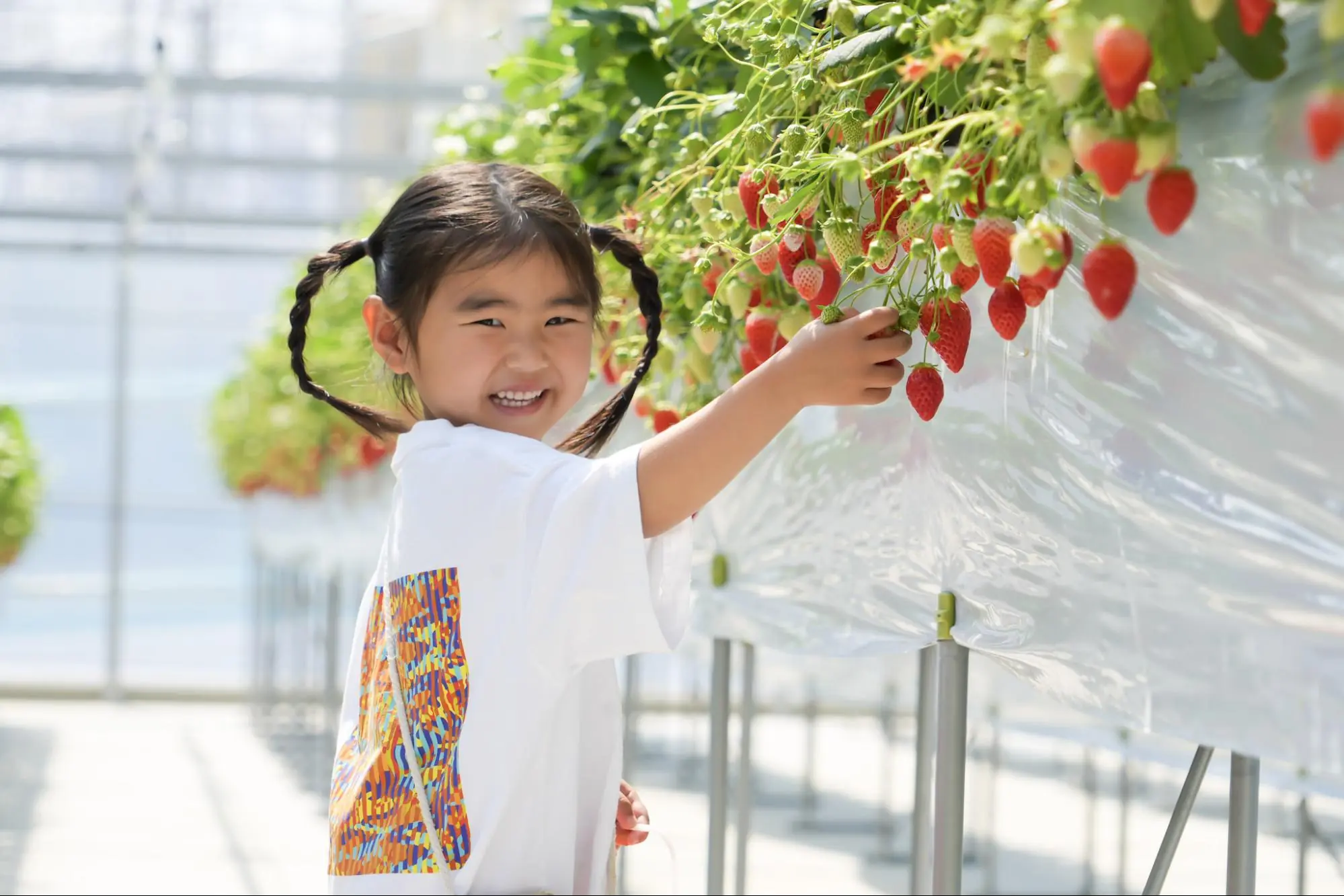 Strawberry Park Mifune: A Farm Perfect for Family Outings where You can Enjoy Strawberry Picking and Cafe!