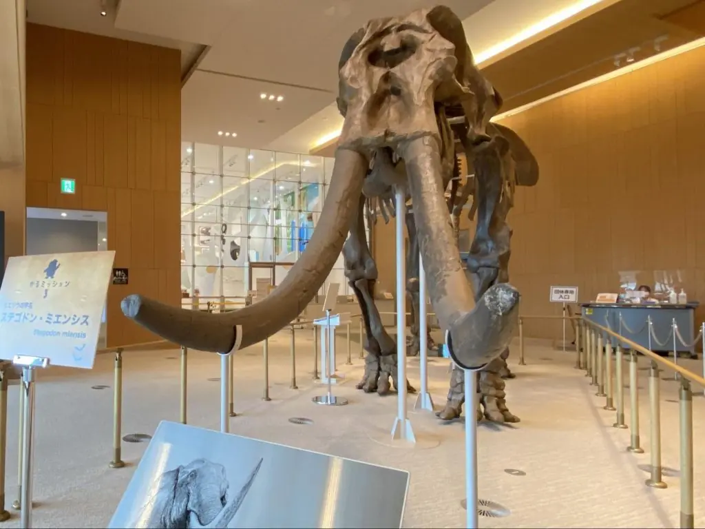 基本展示室の前には日本国内で発見された史上最大の哺乳類「ミエゾウ」が！