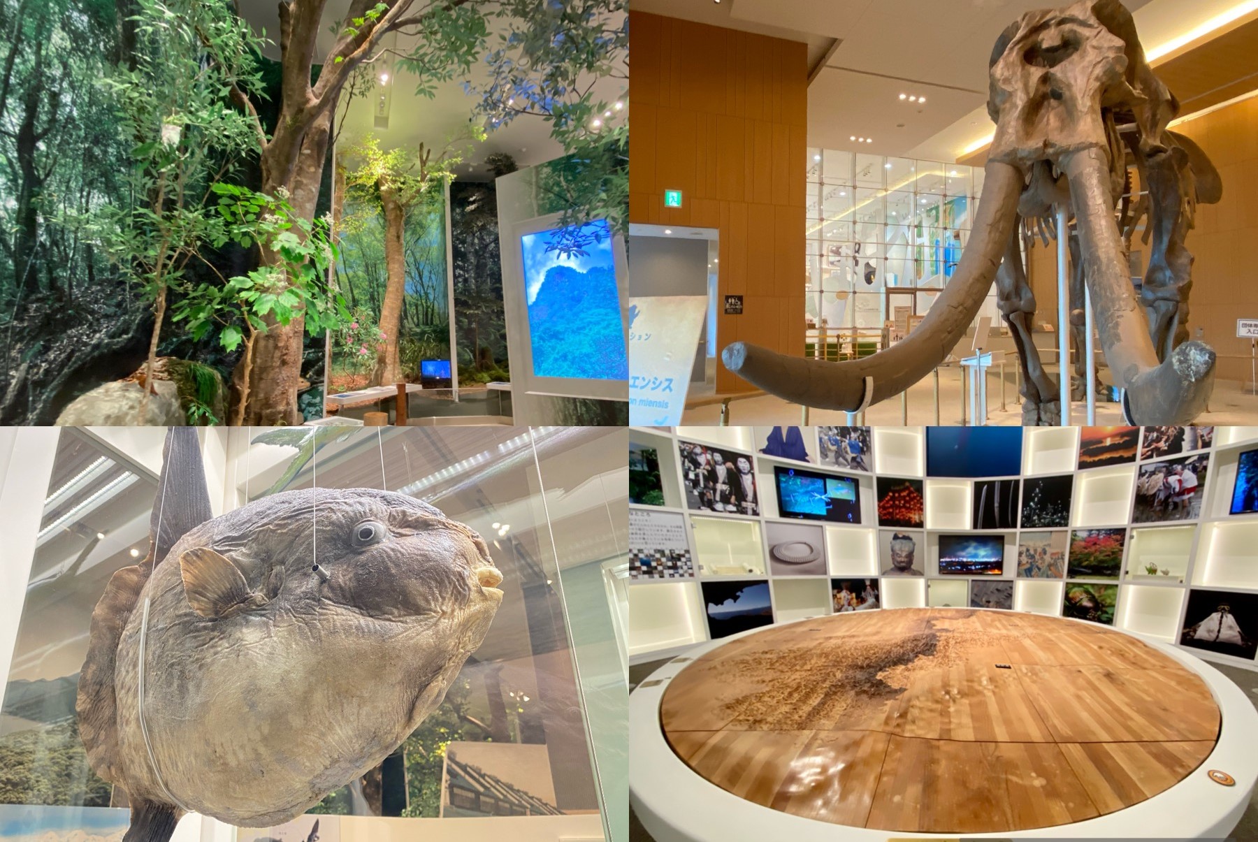 三重総合博物館「MieMu（みえむ）」三重県の自然と歴史・文化をまるごと学べる圧巻の展示！