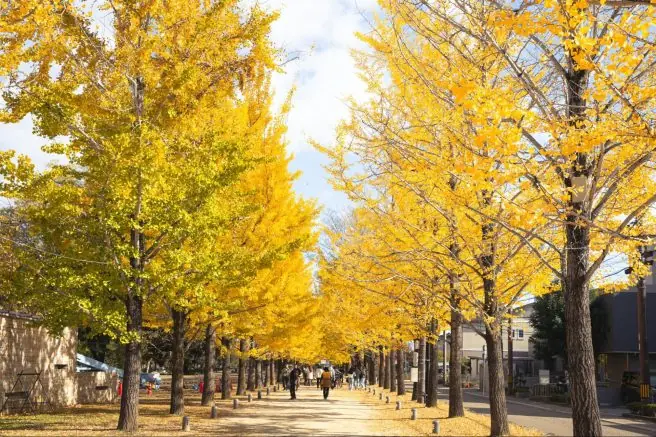 【기후현·카가미하라시】가을을 느끼는 숨은 명소? !        「겨울연가 스트리트」에 가보자