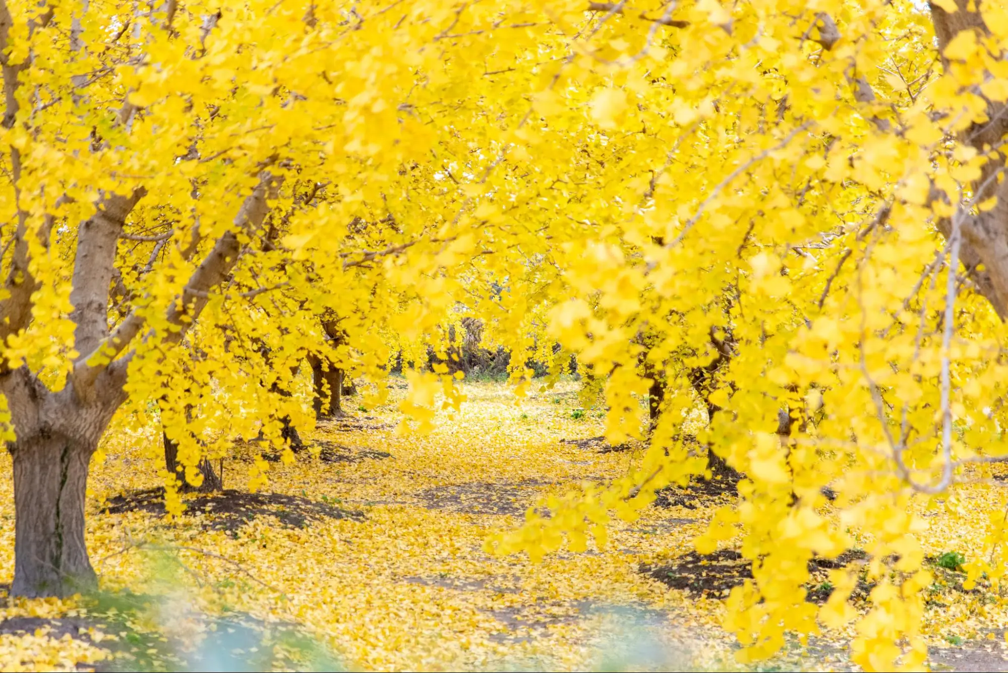 【稲沢】黄金色に輝く「そぶえイチョウ黄葉まつり」へ行ってきました。