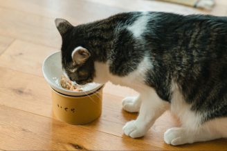 【愛知・瀬戸】クラウドファンディングで話題に！窯元・竹堂園が本気でつくった「かたむけてねこ茶碗」を買いに行ってきました！