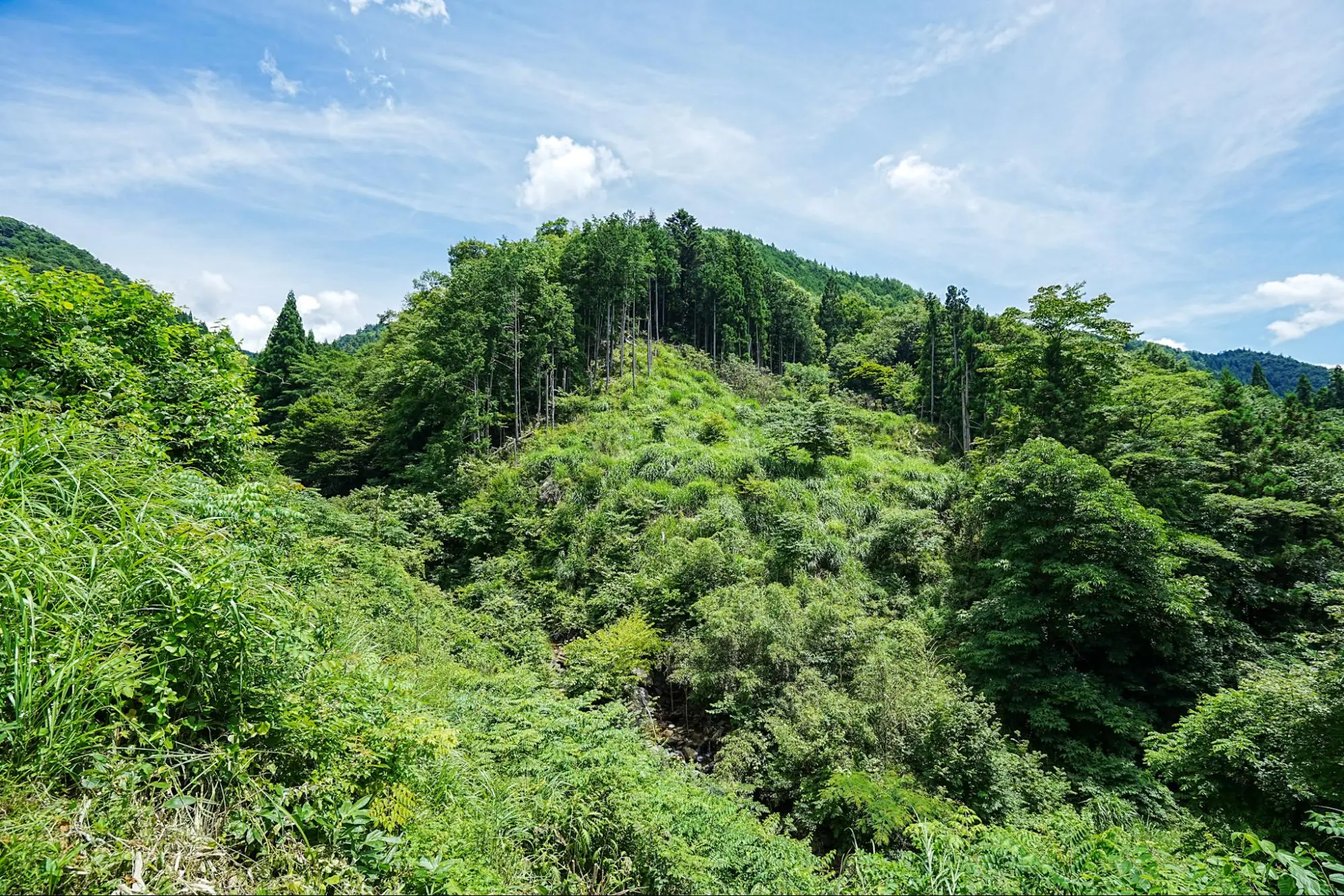 緑が生い茂る山