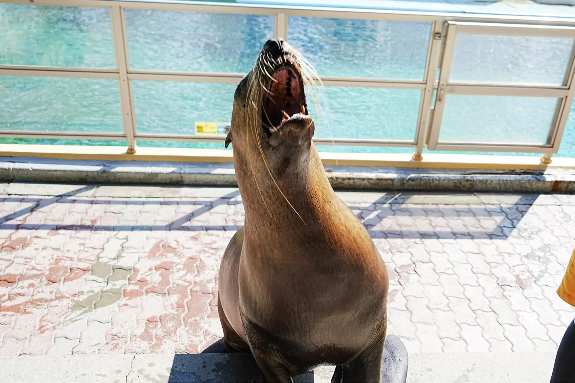 近くまで来てくれるトド