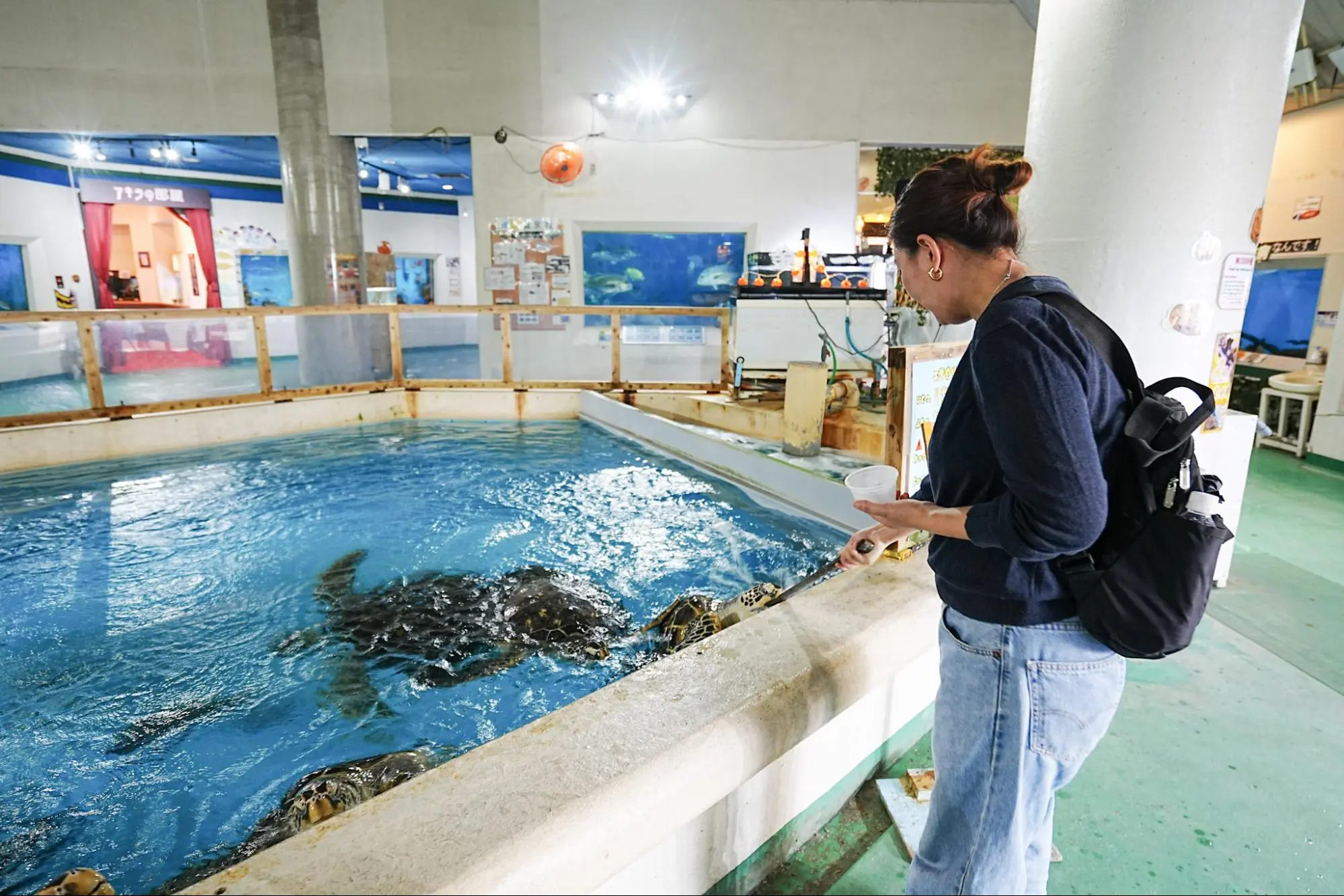 ウミガメの餌やり