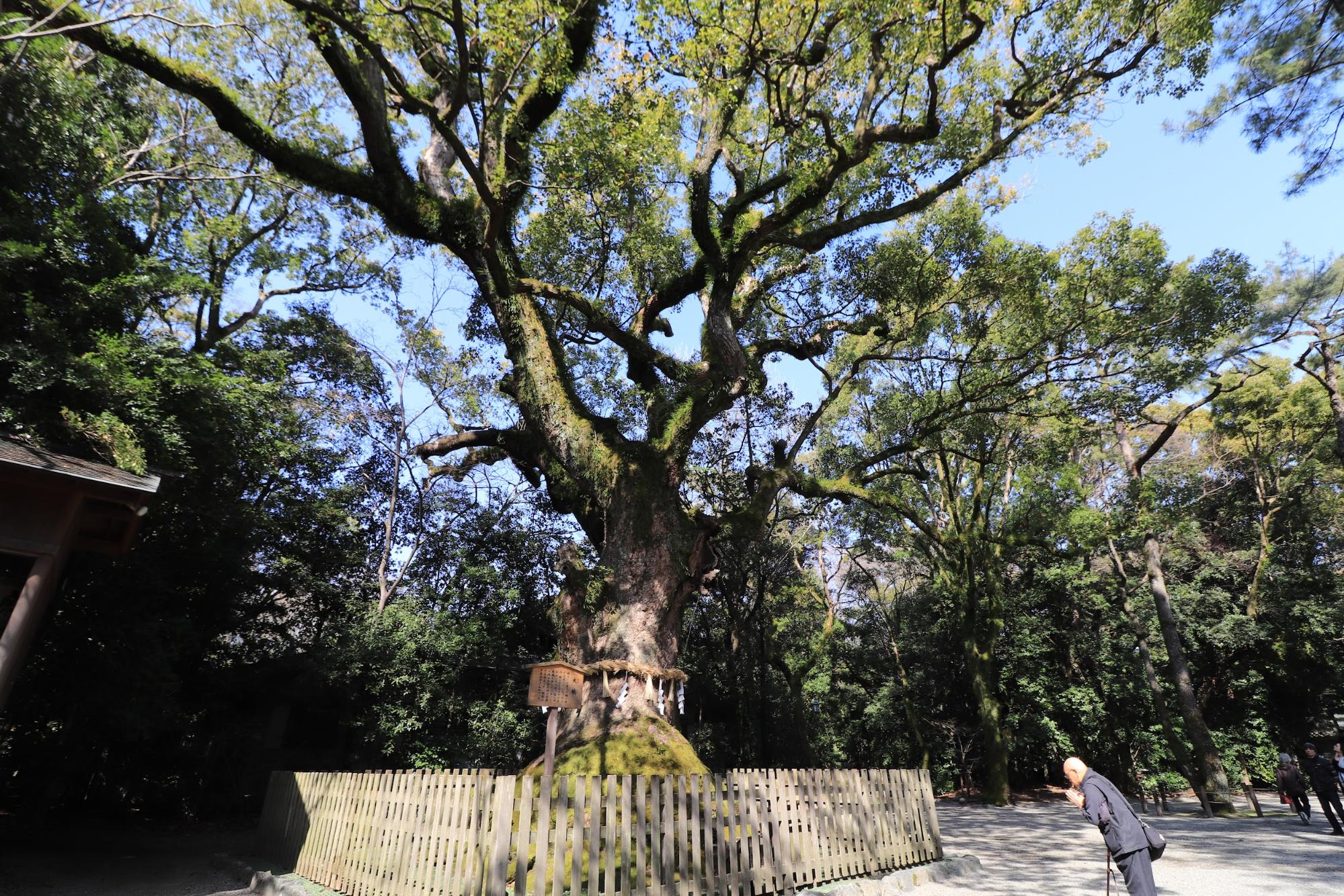 境内にある「大楠（七楠）」